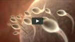 Sperm - Centea on Vimeo